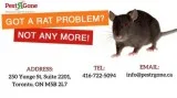 Mice Control Services in North York