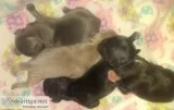 Imperial Shih Tzu Puppies