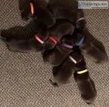 AKC Chocolate Lab Puppies
