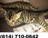 Bengal kittens needs a very friendly home