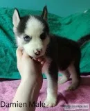 Siberian Husky Puppies