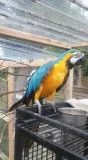 Home raising ((2 Years Old) blue Macaw MF