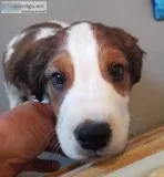 Springer Spaniels are here