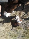 OEB PUPPIES