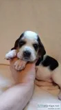 AKC Basset Hound Puppies in North CarolinaAccepting Deposits Now