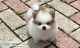 Cute teacup pomeranian puppies for sale
