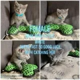 Kittens for sale