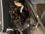 Kittens 