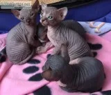 Healthy  Sphynx Kittens For Sale
