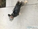 Chorkie for sale