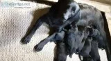 AKC Black Labrador Retriever Puppies