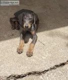 Lg Breed Dobeman Pincher Puppies for sale