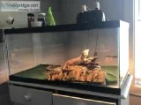 Bearded Dragon &quotOlive&quot