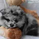 Pomeranian puppies for sale