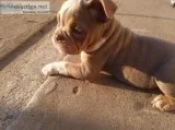 Lilac Tri Female English Bulldog