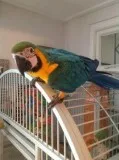 Blue And Gold Macaw