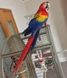12&quot BirdCage w toys  sweet.macaw.parrot 