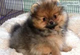 Quality pomeranian puppies for sale