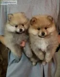 Pomeranians for sale