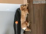 6 month golden retriever for sale