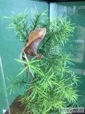 Crested Gecko looking for a good home