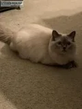 Rag doll