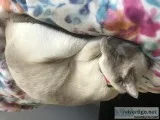 Siamese cat for sale