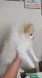 2 AKC female Pomeranian