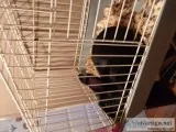 Rabbit