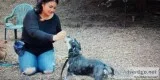 Difficulties with you dog
