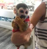 TOP QUALITY BABY SQUIRREL MONKEYS 10 WEEKS OLD VERY HEALTHY 