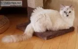 1 yr old bluecream Tortie Ragdoll