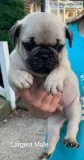 Frenchie Pugs