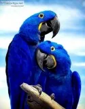 Loving hyacinth macaw  parrots