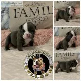 English bulldog puppies