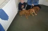 Douglas s Dogue de Bordeaux puppies