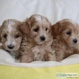 Pet Care Centers-Caring and Experienced Pet Sitters and Trainers