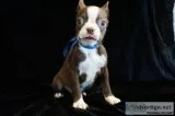 Boston Terrier Puppies