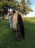 O dun quarter mare horse