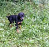 Akcckc duel doberman pinchers pedigree has DNA