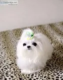 Mini maltese puppies. Male and female 12 wk old