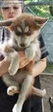 Huskey Puppies