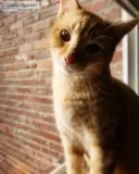 Orange 7.5 Month old cat