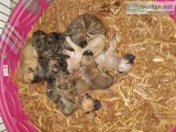 PresaBoerboel Mastiff puppies