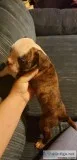 Female olde English Bulldogge puppy