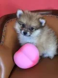 Pomeranian Puppies