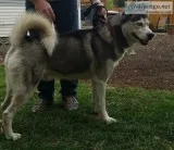 Siberian husky
