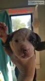 American Bulldog Puppies