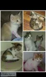 8 week old kittens free to good home