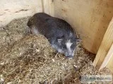 Pot belly pig
